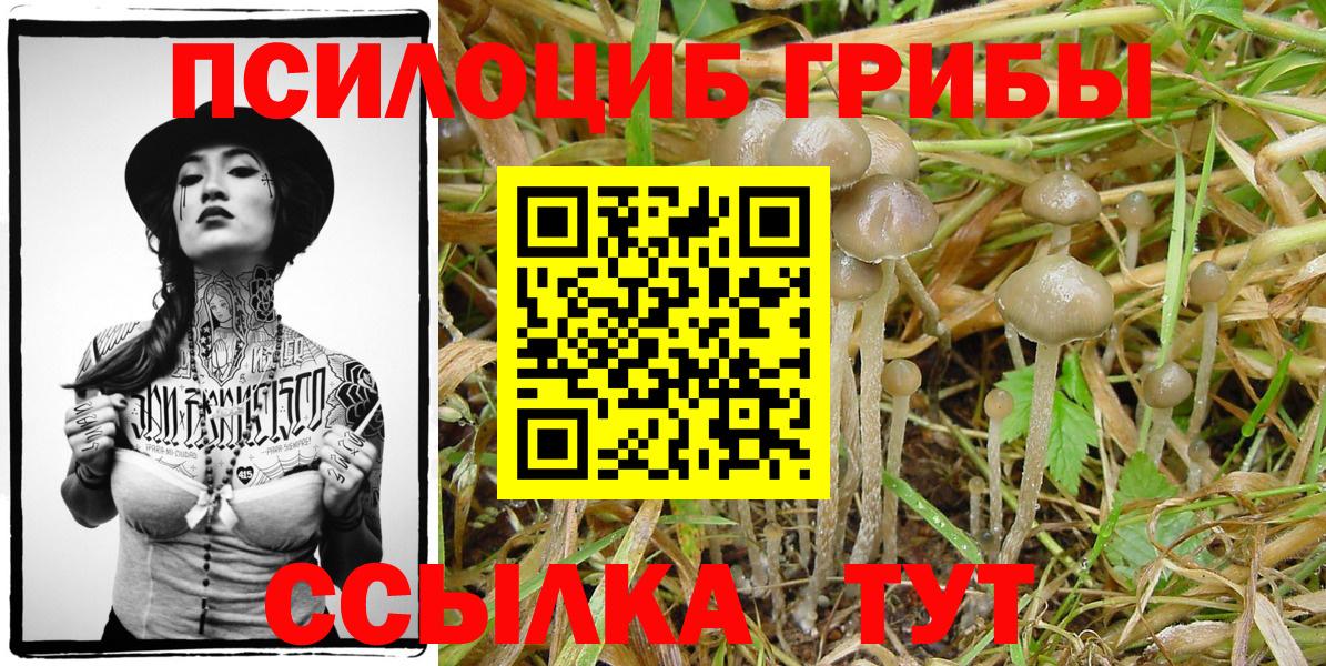 Галлюциногенные грибы Psilocybine cubensis  Псилоцибиновые грибы GOLDEN TEACHER  Вход с VPN  Чернушка 